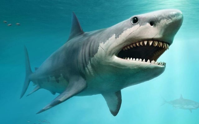 Sharks went nearly extinct 19 million years ago: Study