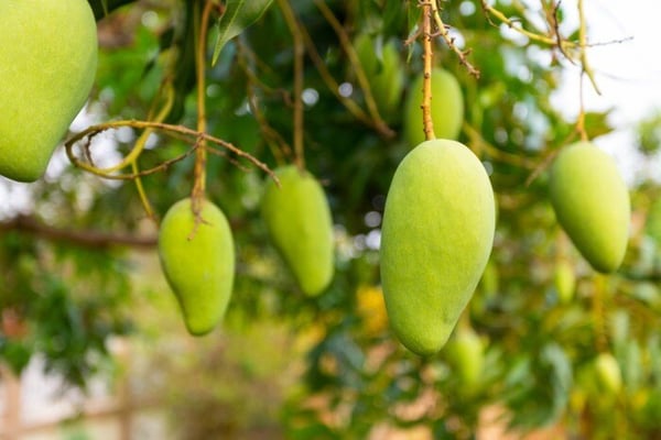 One mango tree with 121 varieties of the fruit