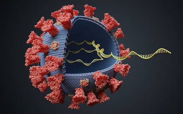 Evidence points to natural origin of Covid, not lab-leak: Scientists