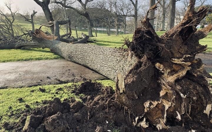 Wild weather: Power cuts as strong wind batters Auckland