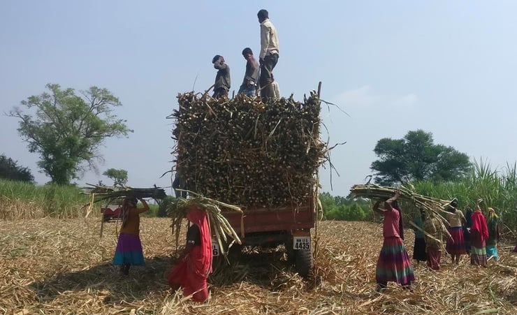 Indian mills gear up to make raw sugar for export as global prices rally