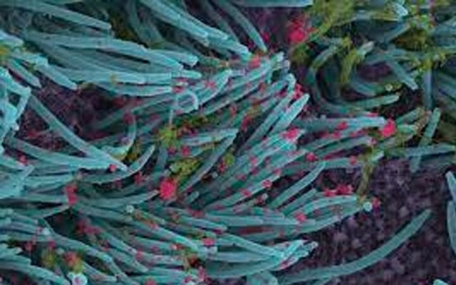 US cash funded Wuhan virus lab, claims new book