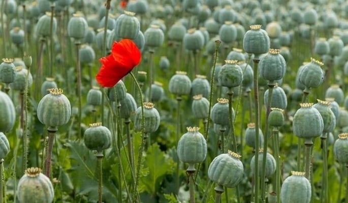 Opium trade thriving in Afghan drug bazaars as Taliban stall on promise