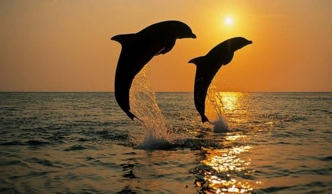 WWF to train locals as 'Dolphin Mitras' along river Ganga