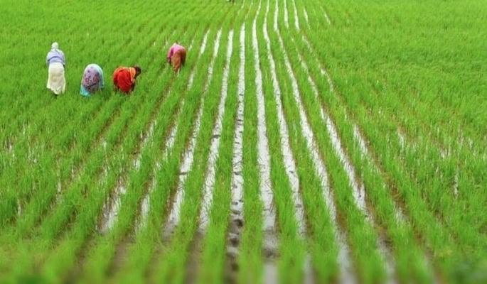 Nearly 30K farmers benefitted from paddy procurement under KMS