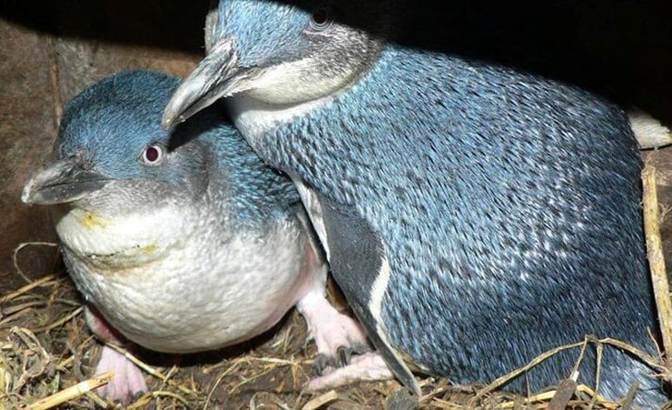 Environmentalists blame Kennedy Point marina development for death of korora - little blue penguin