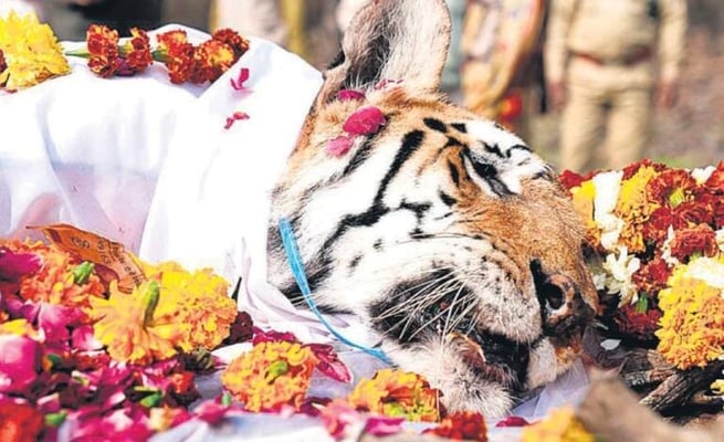 'Collarwali' at MP's Pench Tiger Reserve breathes her last