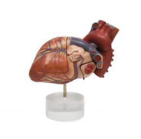 Indian students pledge to donate organs