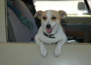 Your Dog May Be Dying from the Heat