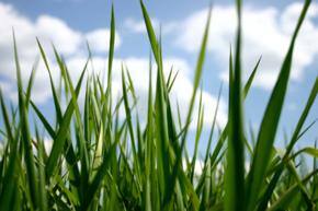 India's green agenda gets World Bank backing