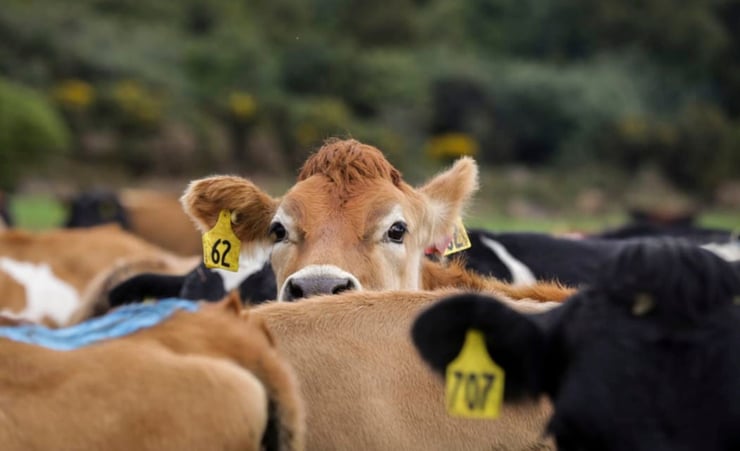 Global dairy prices rise for first time in three months