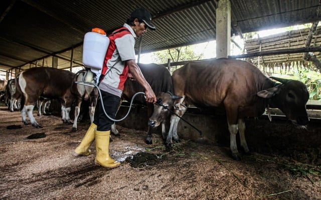 Foot-and-mouth: NZ's doomsday disease