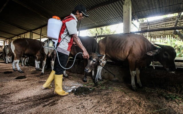 Foot-and-mouth: NZ's doomsday disease