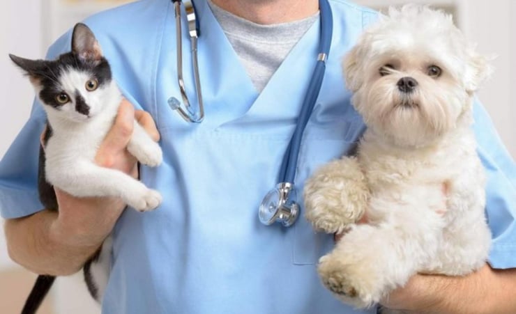 Petition for pets after-hours emergency service in Rotorua