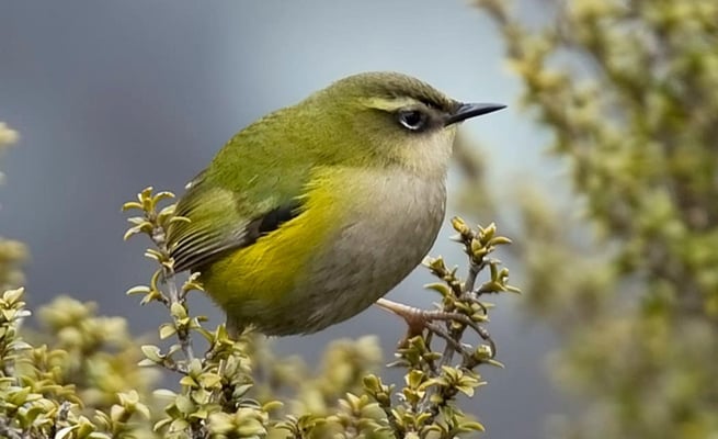 Little-known piwauwau rock wren named as New Zealand’s 2022 bird of the year