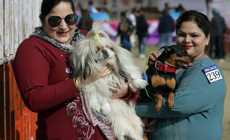 Study finds walking leashed dog connected to risk of traumatic brain injury