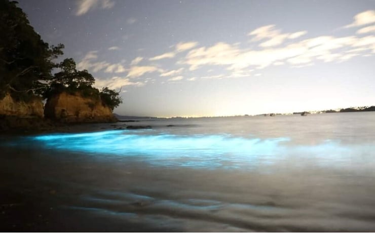 Auckland beach glows blue with bioluminescent algae