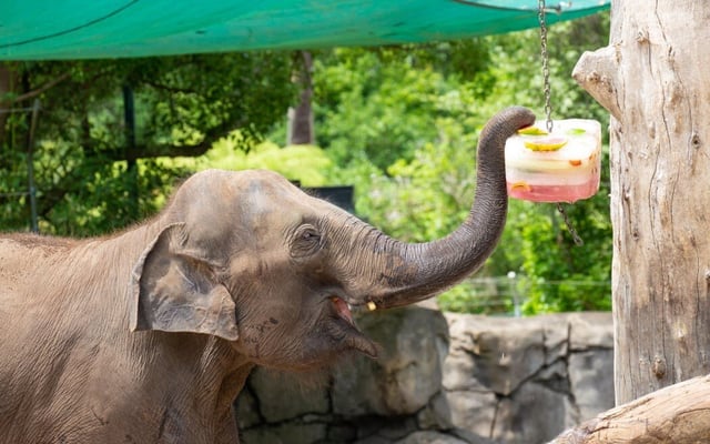 Monarto Safari Park elephant habitat plan gives hope Auckland's Burma will be rehomed