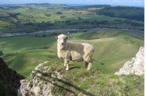 NZ second most peaceful country