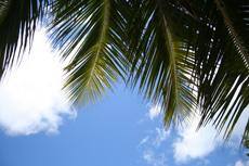 Indian help for Fiji coconut revival
