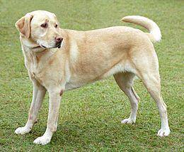 New policy standardizes Auckland dog rules
