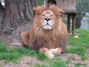 A weekend encounter with the big cats