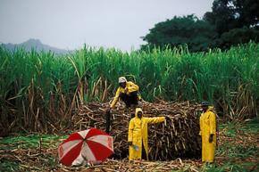EU Emphasises Support to Sugar Sector at Opening of Sugar Research Institute of Fiji