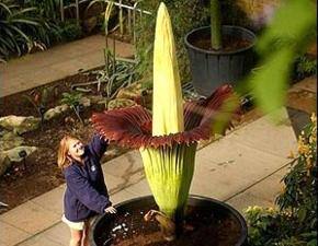 Giant Flower blooms in Auckland