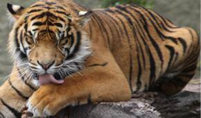 Breakfast with Auckland Zoo’s tigers