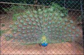 Online portal for monitoring of zoos launched
