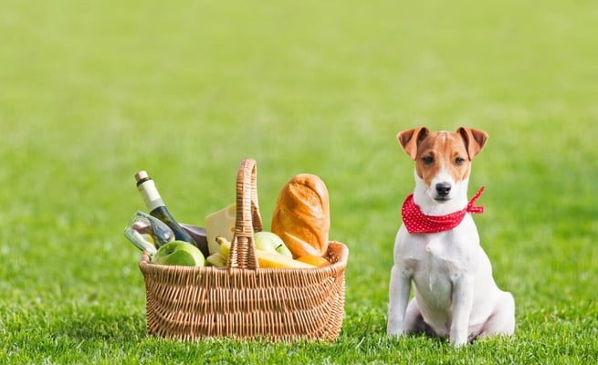 Ten things not to feed your dog at barbecues