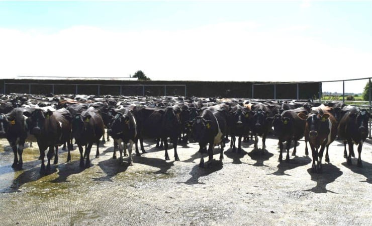 Career options in dairy explored at Lincoln's Open Farm Day