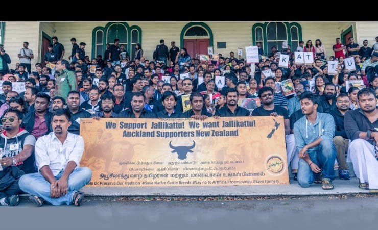 Aucklanders gather in support of Jallikattu