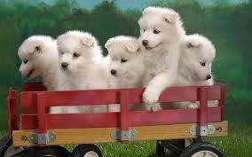 Dogs possess social skills similar to toddlers: New study