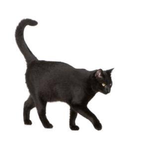 When a black cat crosses your path