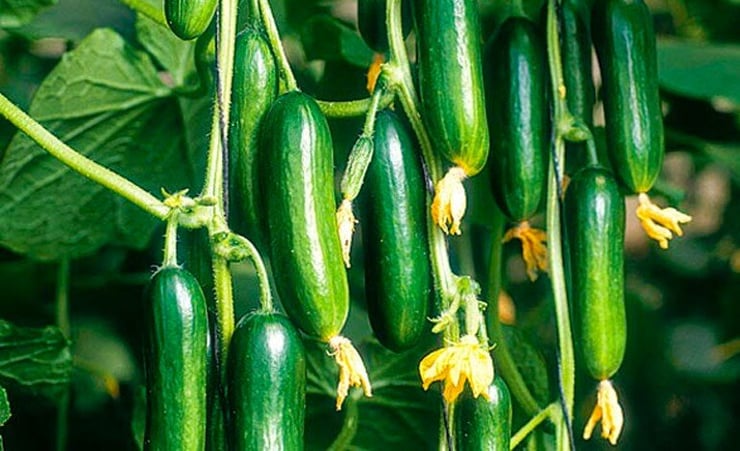 Health benefits of cucumbers