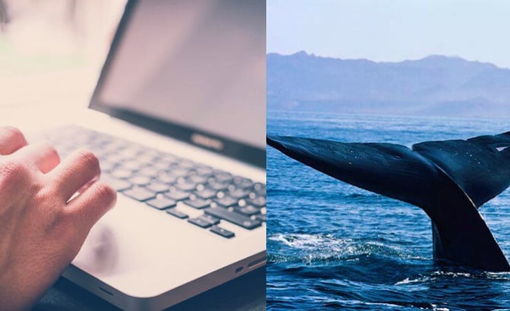 Why are teenagers drawn to deadly The Blue Whale game?