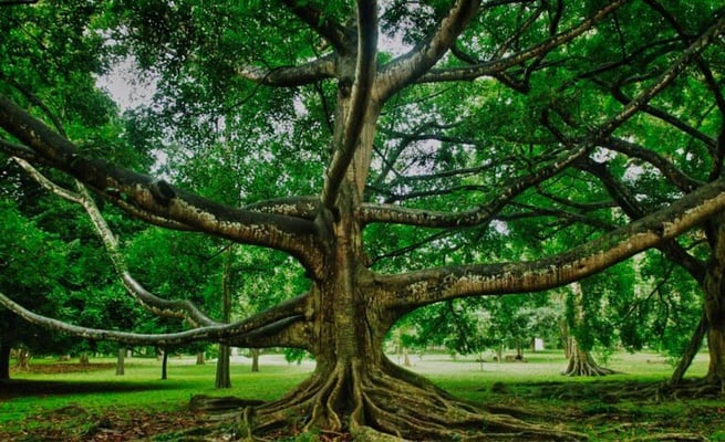 Limit global warming for fig tree, wasp survival: British biologist