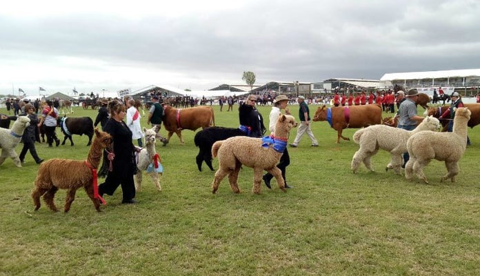 When country came to town: Canterbury 155th A and P Show