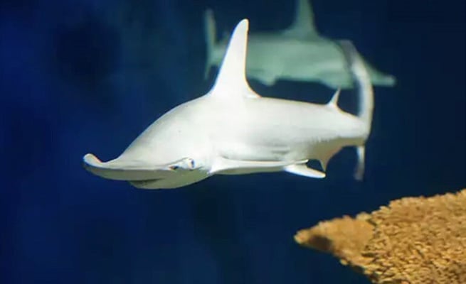 First known 'vegetarian' shark discovered