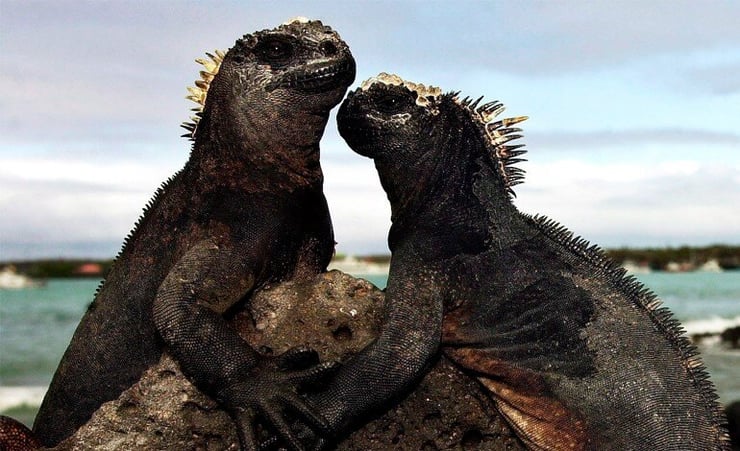 Galapagos Islands celebrate 40 years of World Heritage Site status